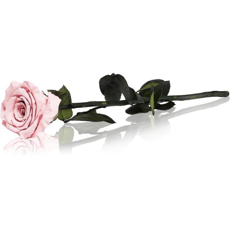 RoseAmor Pink stabilizovaná růže na stonku 30 cm 1 ks