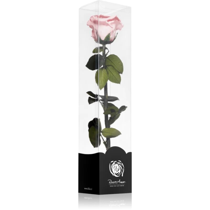 RoseAmor Pink stabilizovaná růže na stonku 30 cm 1 ks