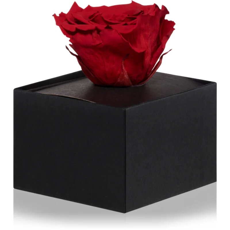 RoseAmor Red stabilizovaná růže v krabičce 1 ks