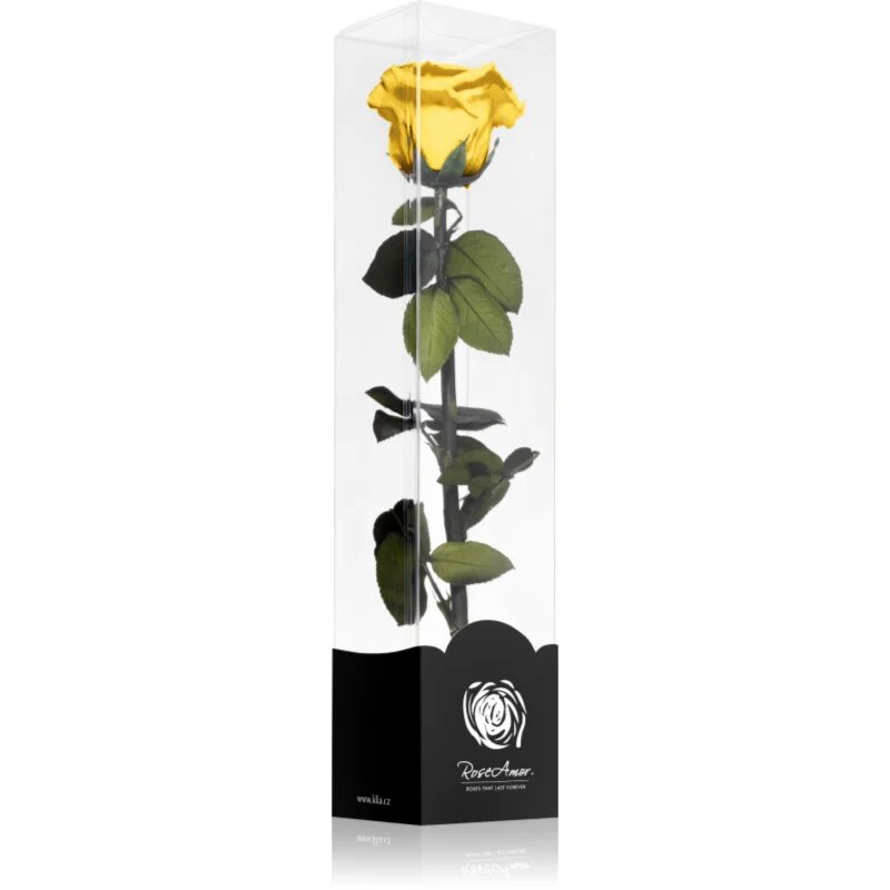 RoseAmor Yellow stabilizovaná růže na stonku 30 cm 1 ks