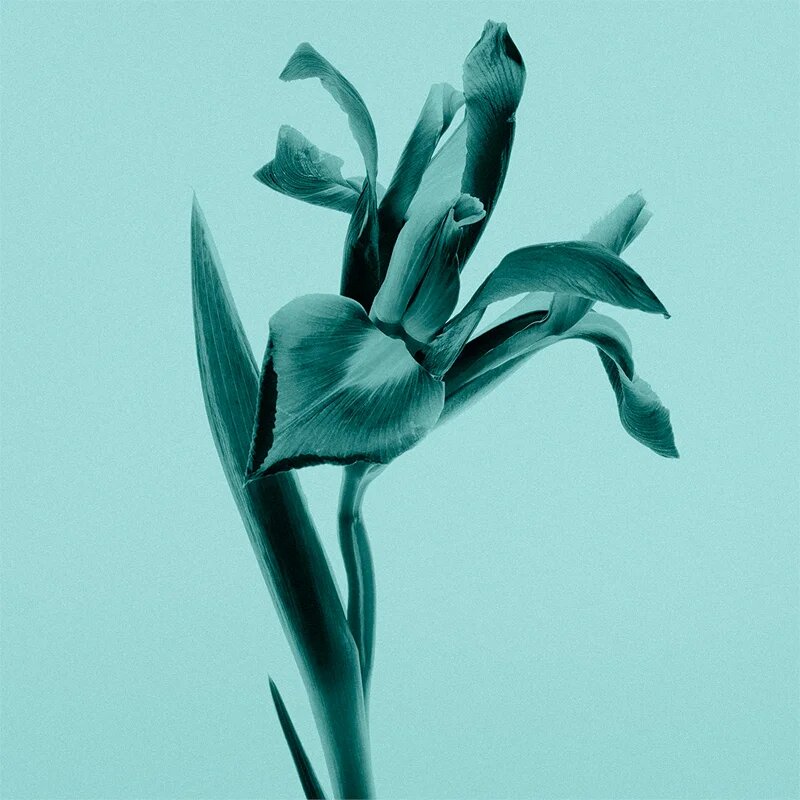 Tiffany & Co. Sheer toaletní voda pro ženy 30 ml