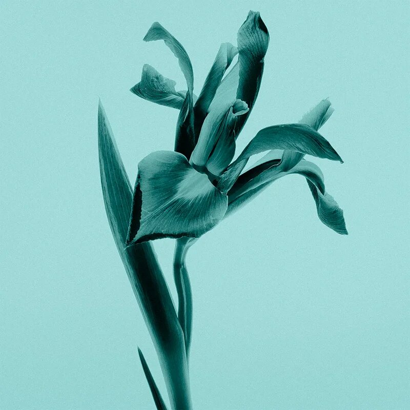 Tiffany & Co. Sheer toaletní voda pro ženy 50 ml