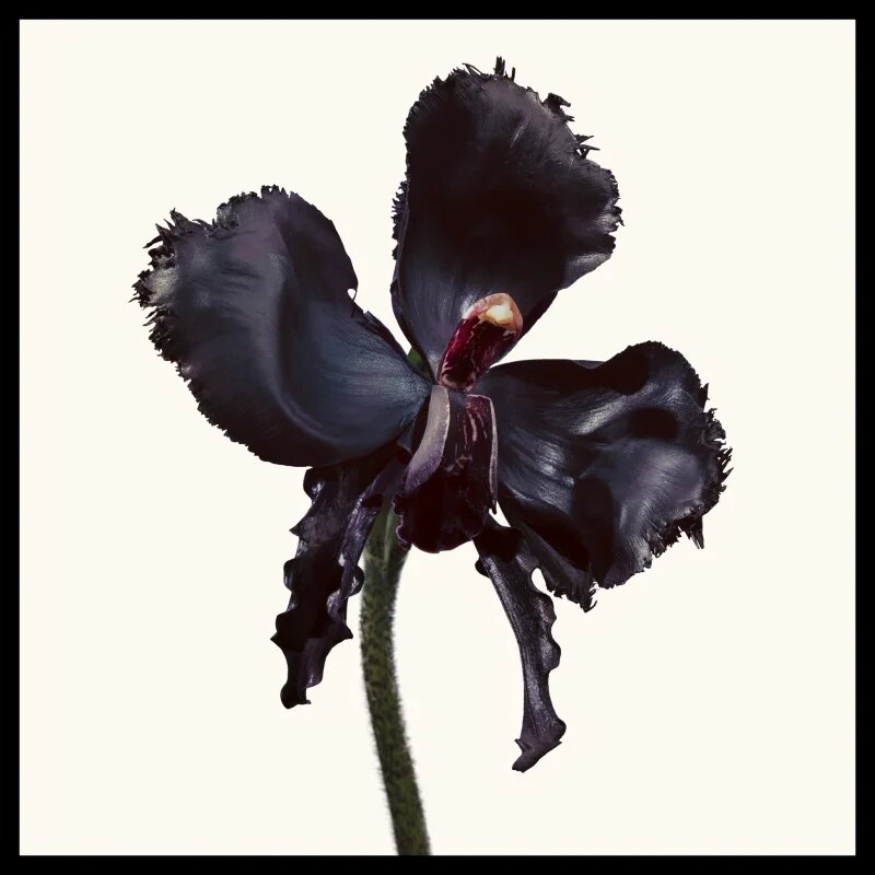 TOM FORD Black Orchid Reserve parfém unisex 50 ml